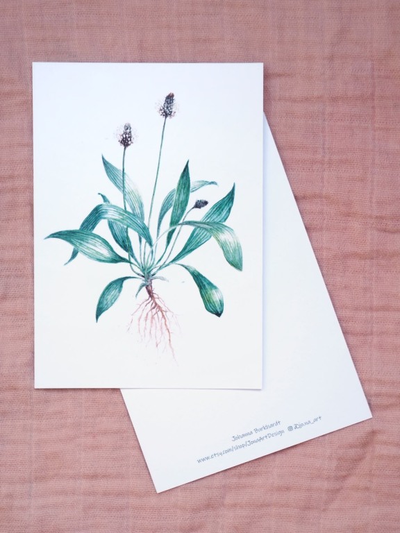 Premium Postkarte "Spitzwegerich"
